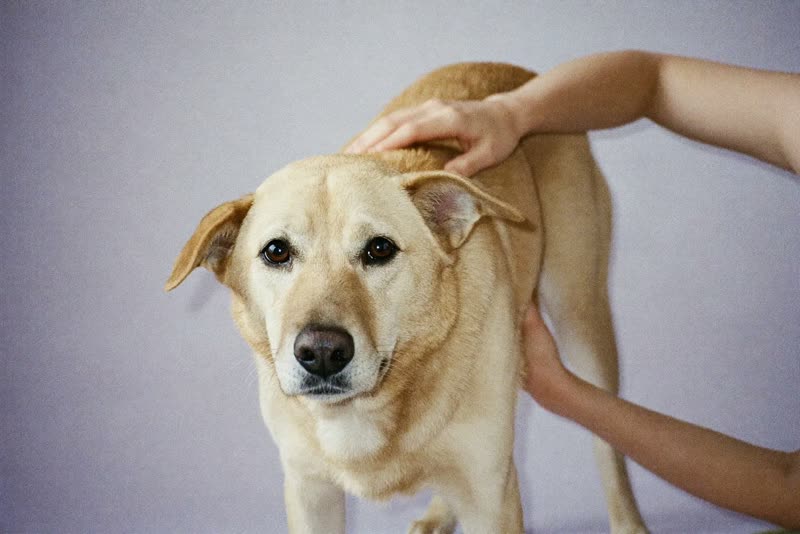 A calm dog being brushed, the groomer's hands on its back