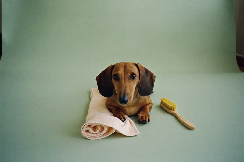 A relaxed dachshund beside a folded towel and a soft brush