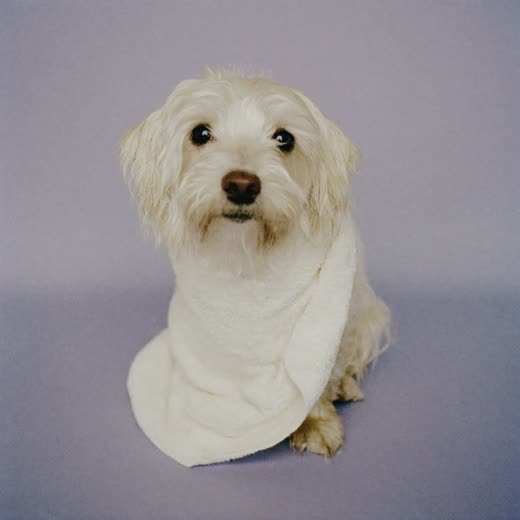 A small white terrier freshly bathed and towel-dried