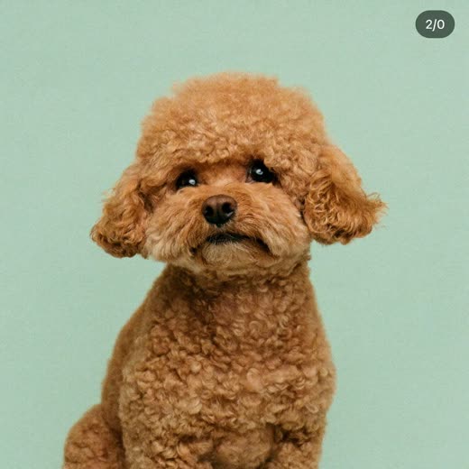 A cockapoo with a freshly scissor-trimmed curly coat