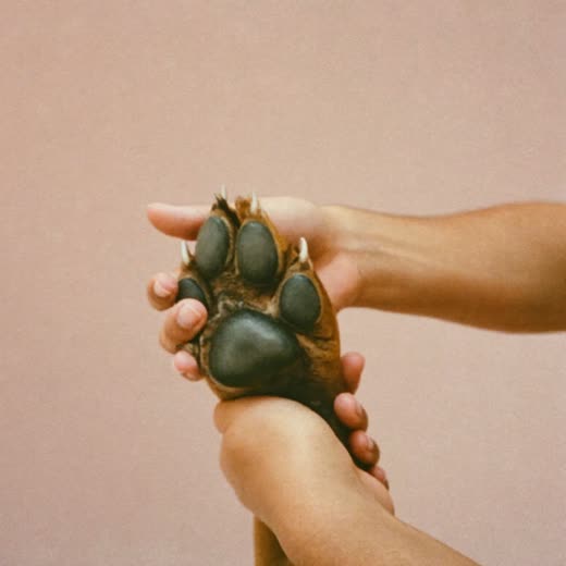 A dog's paw held in a groomer's hands, nails and paw fur trimmed