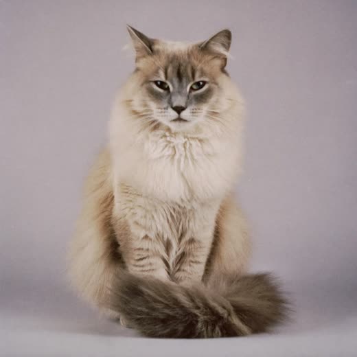 A long-haired cat with a freshly brushed, smooth coat