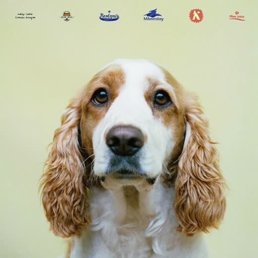 A spaniel's head and ears, fur neatly tidied